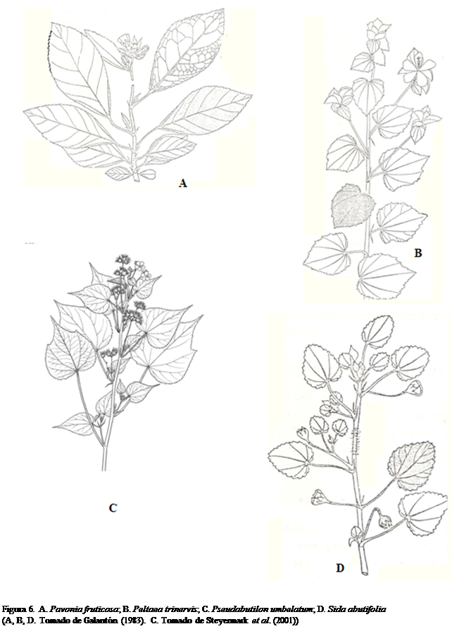 Cuadro de texto:  

Figura 6. A. Pavonia fruticosa; B. Peltaea trinervis; C. Pseudabutilon umbelatum; D. Sida abutifolia
(A, B, D. Tomado de Galantn (1983). C. Tomado de Steyermark et al. (2001))




