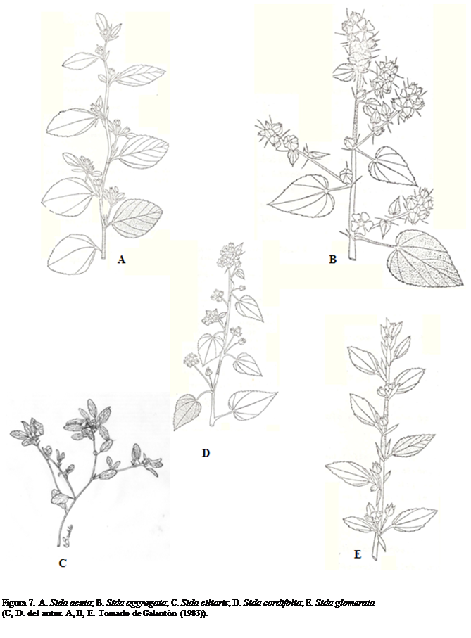 Cuadro de texto:  

Figura 7. A. Sida acuta; B. Sida aggregata; C. Sida ciliaris; D. Sida cordifolia; E. Sida glomerata
(C, D. del autor. A, B, E. Tomado de Galantn (1983)).





