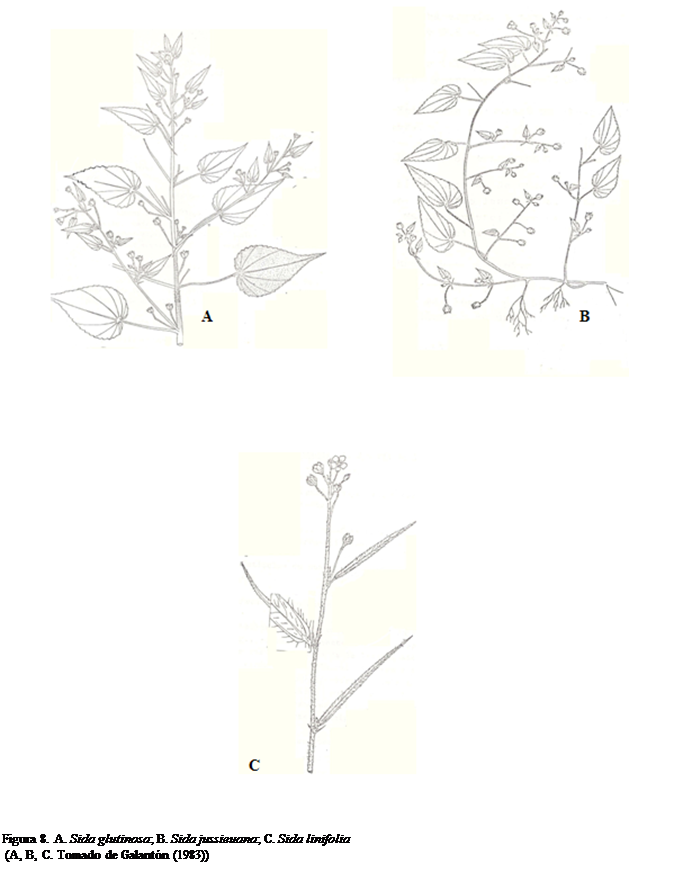 Cuadro de texto:  


Figura 8. A. Sida glutinosa; B. Sida jussieuana; C. Sida linifolia
 (A, B, C. Tomado de Galantn (1983))





