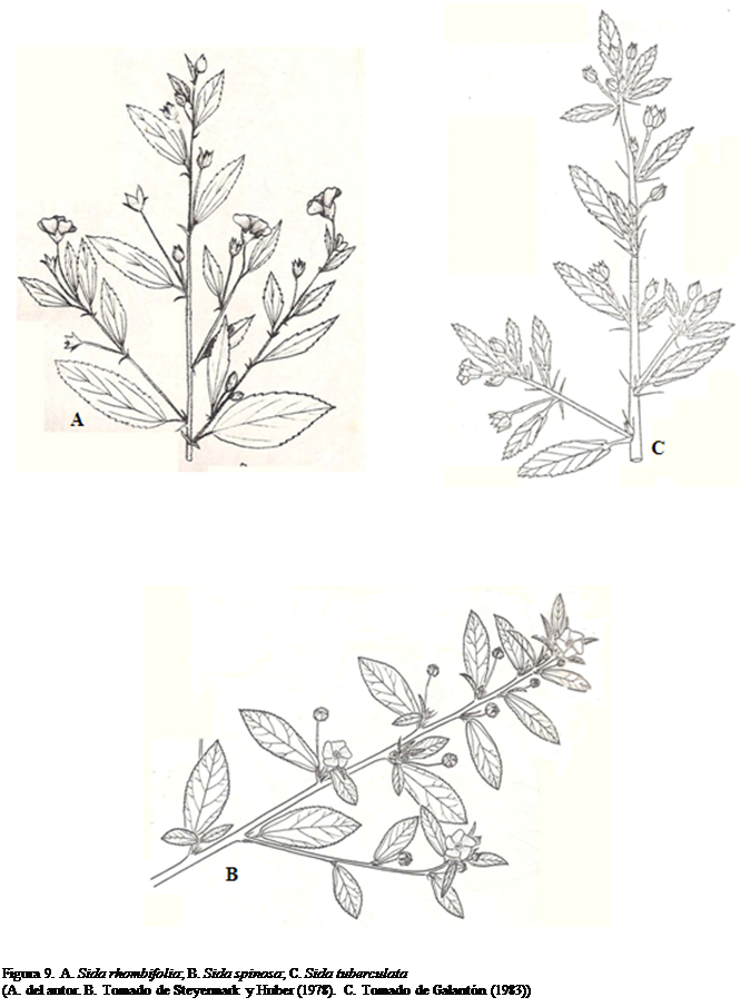 Cuadro de texto:  

Figura 9. A. Sida rhombifolia; B. Sida spinosa; C. Sida tuberculata 
(A. del autor. B. Tomado de Steyermark y Huber (1978). C. Tomado de Galantn (1983))  




