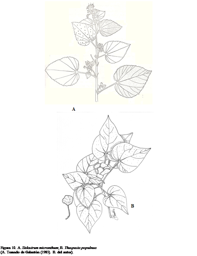 Cuadro de texto:  

Figura 10. A. Sidastrum micranthum; B. Thespesia populnea 
(A. Tomado de Galantn (1983). B. del autor).




