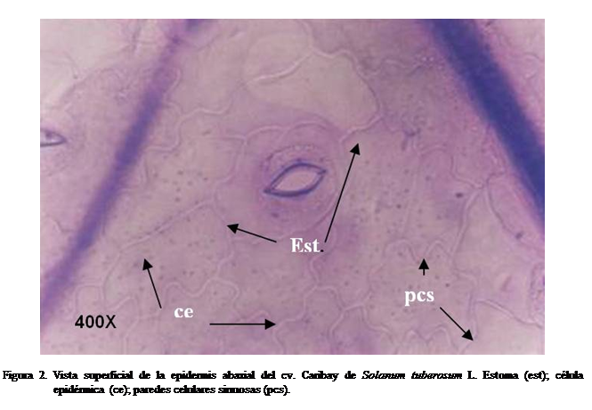 Cuadro de texto:  

Figura 2. Vista superficial de la epidermis abaxial del cv. Caribay de Solanum tuberosum L. Estoma (est); clula epidrmica (ce); paredes celulares sinuosas (pcs).

