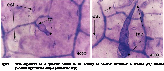 Cuadro de texto:  

Figura 3. Vista superficial de la epidermis adaxial del cv. Caribay de Solanum tuberosum L. Estoma (est); tricoma glandular (tg); tricoma simple pluricelular (tsp).

