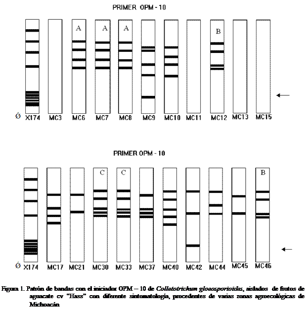 Cuadro de texto:  

Figura 1. Patrn de bandas con el iniciador OPM  10 de Colletotrichum gloeosporioides, aislados  de frutos de aguacate cv Hass con diferente sintomatologa, procedentes de varias zonas agroecolgicas de Michoacn
