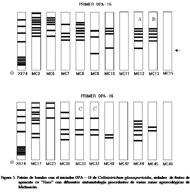 Cuadro de texto:  

Figura 5. Patrn de bandas con el iniciador OPA  16 de Colletotrichum gloeosporioides, aislados  de frutos de aguacate cv Hass con diferentes sintomatologa procedentes de varias zonas agroecolgicas de Michoacn.


