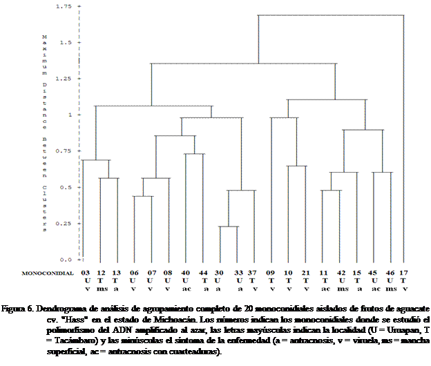 Cuadro de texto:  

Figura 6. Dendrograma de anlisis de agrupamiento completo de 20 monoconidiales aislados de frutos de aguacate cv. "Hass" en el estado de Michoacn. Los nmeros indican los monoconidiales donde se estudi el polimorfismo del ADN amplificado al azar, las letras maysculas indican la localidad (U = Uruapan, T = Tacmbaro) y las minsculas el sntoma de la enfermedad (a = antracnosis, v = viruela, ms = mancha superficial, ac = antracnosis con cuarteaduras).


