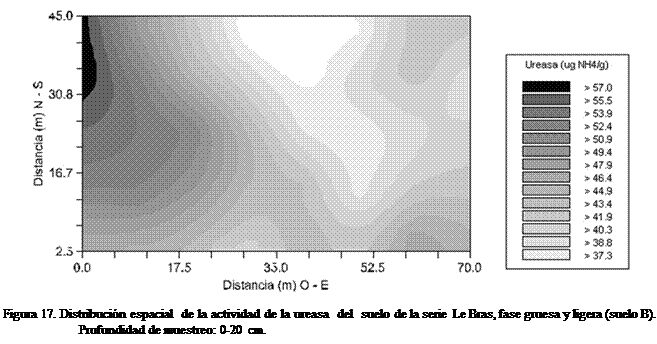 Cuadro de texto:  
Figura 17. Distribucin espacial  de la actividad de la ureasa  del  suelo de la serie  Le Bras, fase gruesa y ligera (suelo B). Profundidad de muestreo: 0-20 cm.
