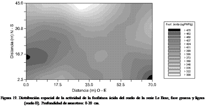 Cuadro de texto:  
Figura 19. Distribucin espacial de la actividad de la fosfatasa cida del suelo de la serie Le Bras, fase gruesa y ligera (suelo B). Profundidad de muestreo: 0-20 cm.
